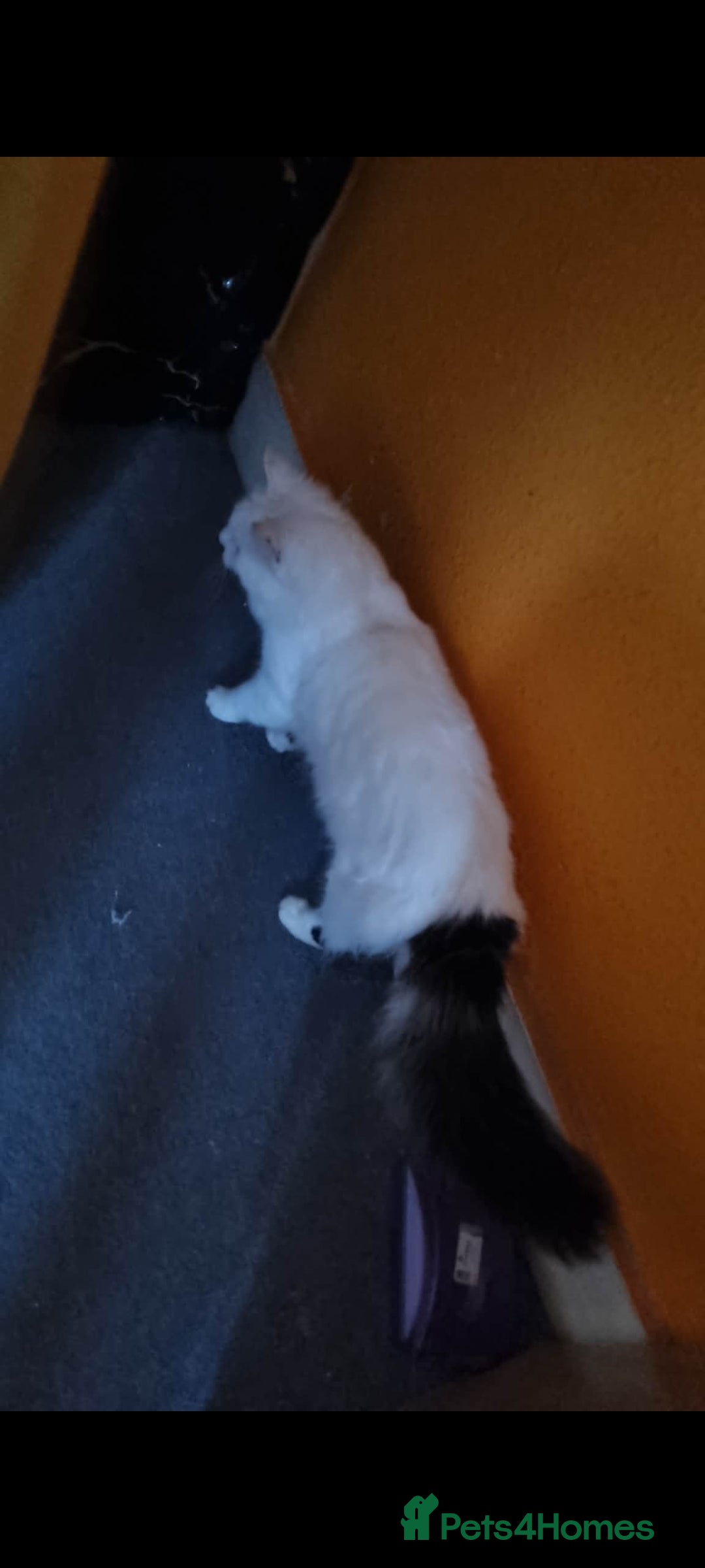 British Shorthair cats Siberian 🐈 9 weeks  - Advert 3