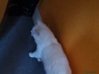 British Shorthair cats Siberian 🐈 9 weeks - Advert 13