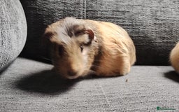 Guinea Pig rodents for sale: Cute pair boy guinea pigs  - Image 8