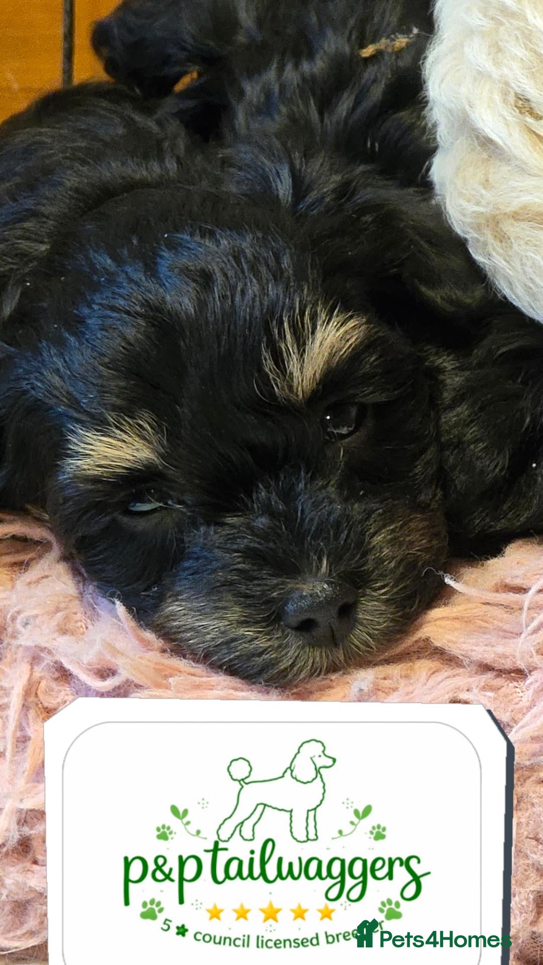 Maltipoo dogs Rare color F1 maltipoo female 5⭐️council licensed - Advert 5