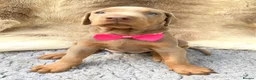 Dobermann dogs for sale: KC REG HEALTH TESTED EUROPEAN DOBERMAN PUPPIES - Advert 11