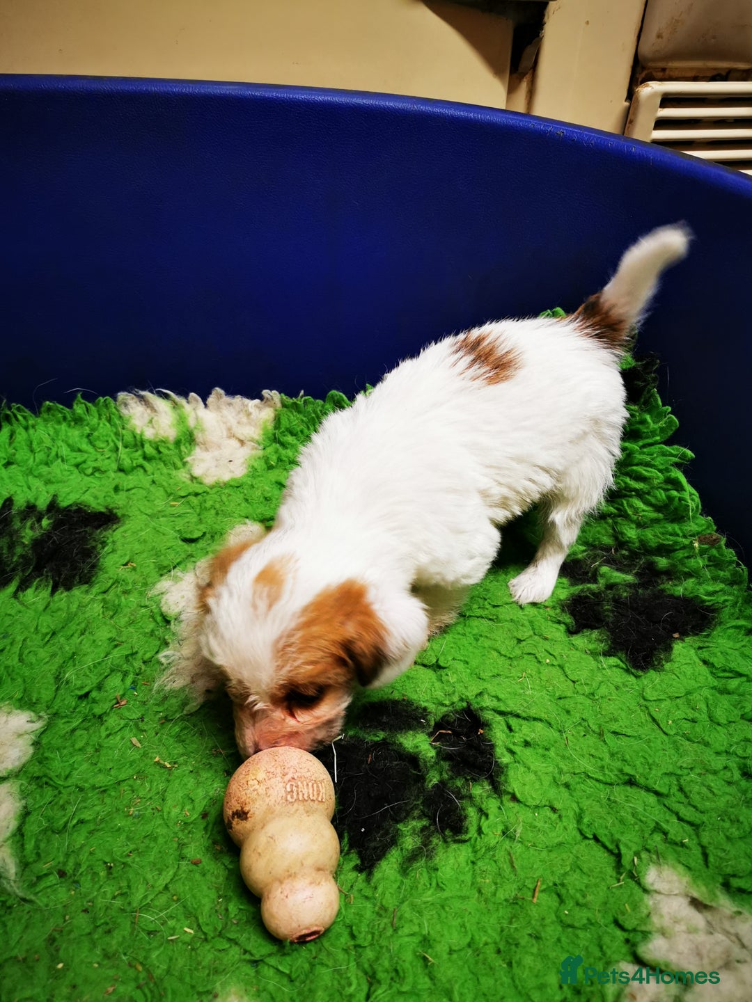 Mixed Breed dogs for sale: 2 Jack Russell cross puppies for sale - Advert 4