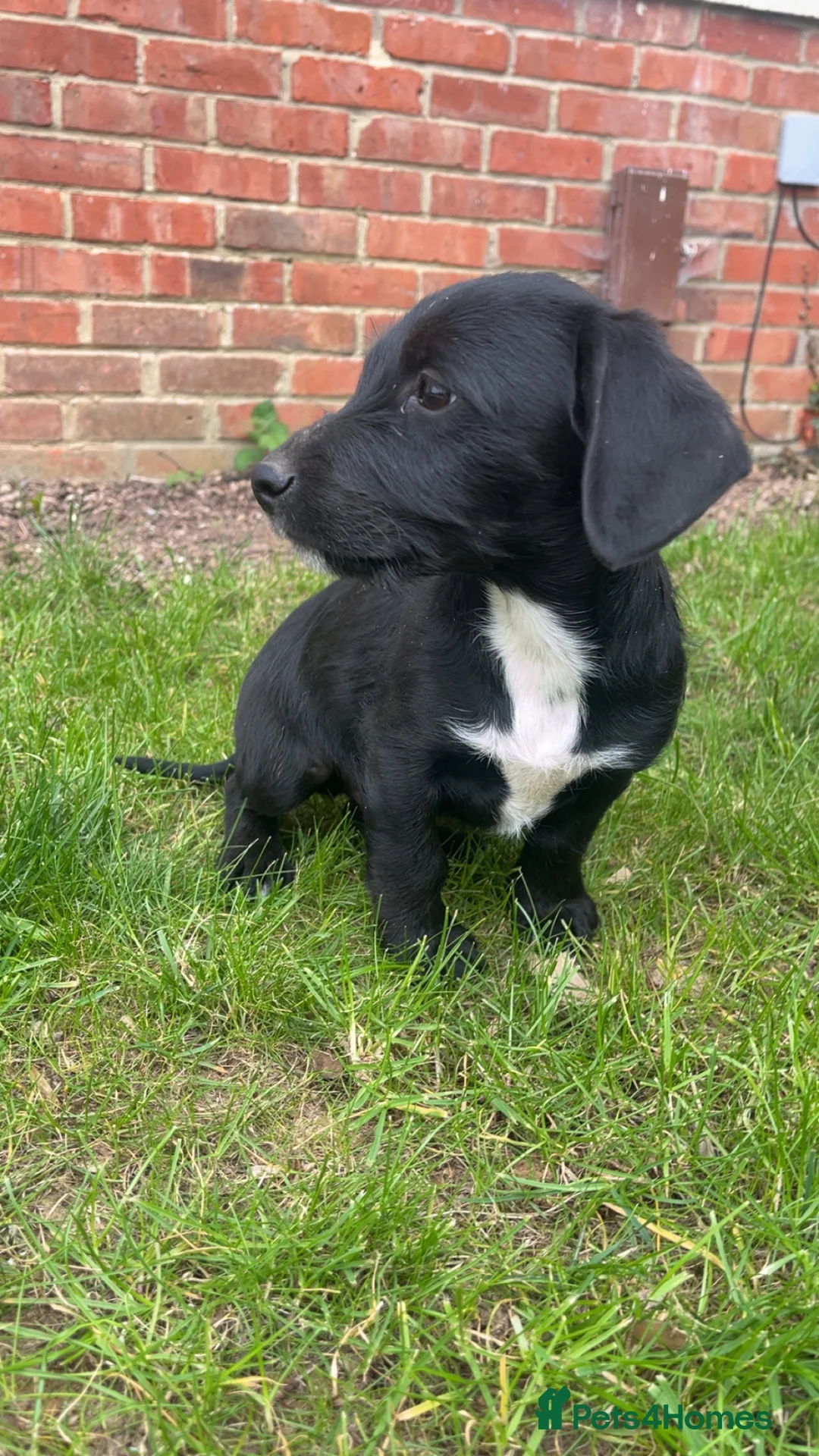 Patterjack dogs for sale: Paterjack male puppy - Advert 2