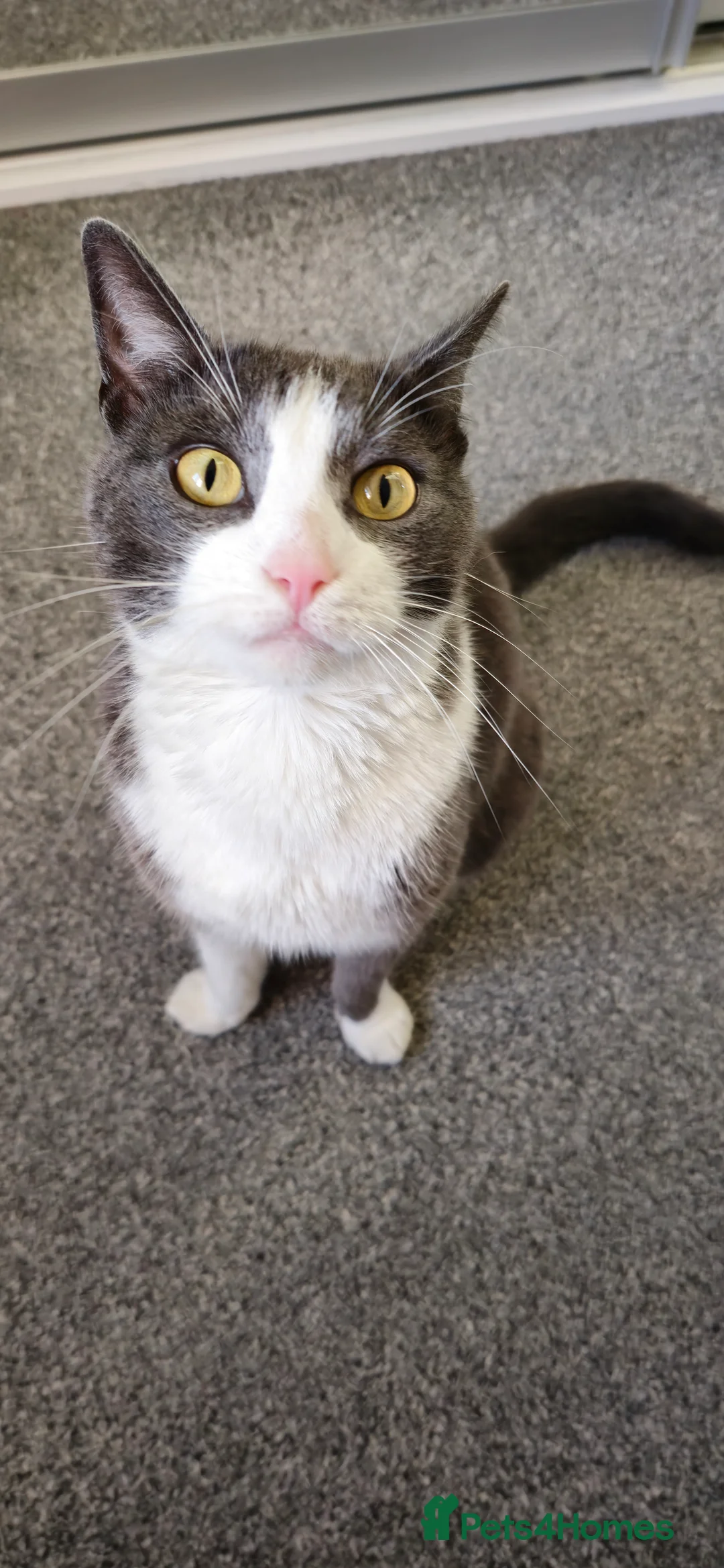 Mixed Breed cats for sale: Juno 7 years old - Advert 7