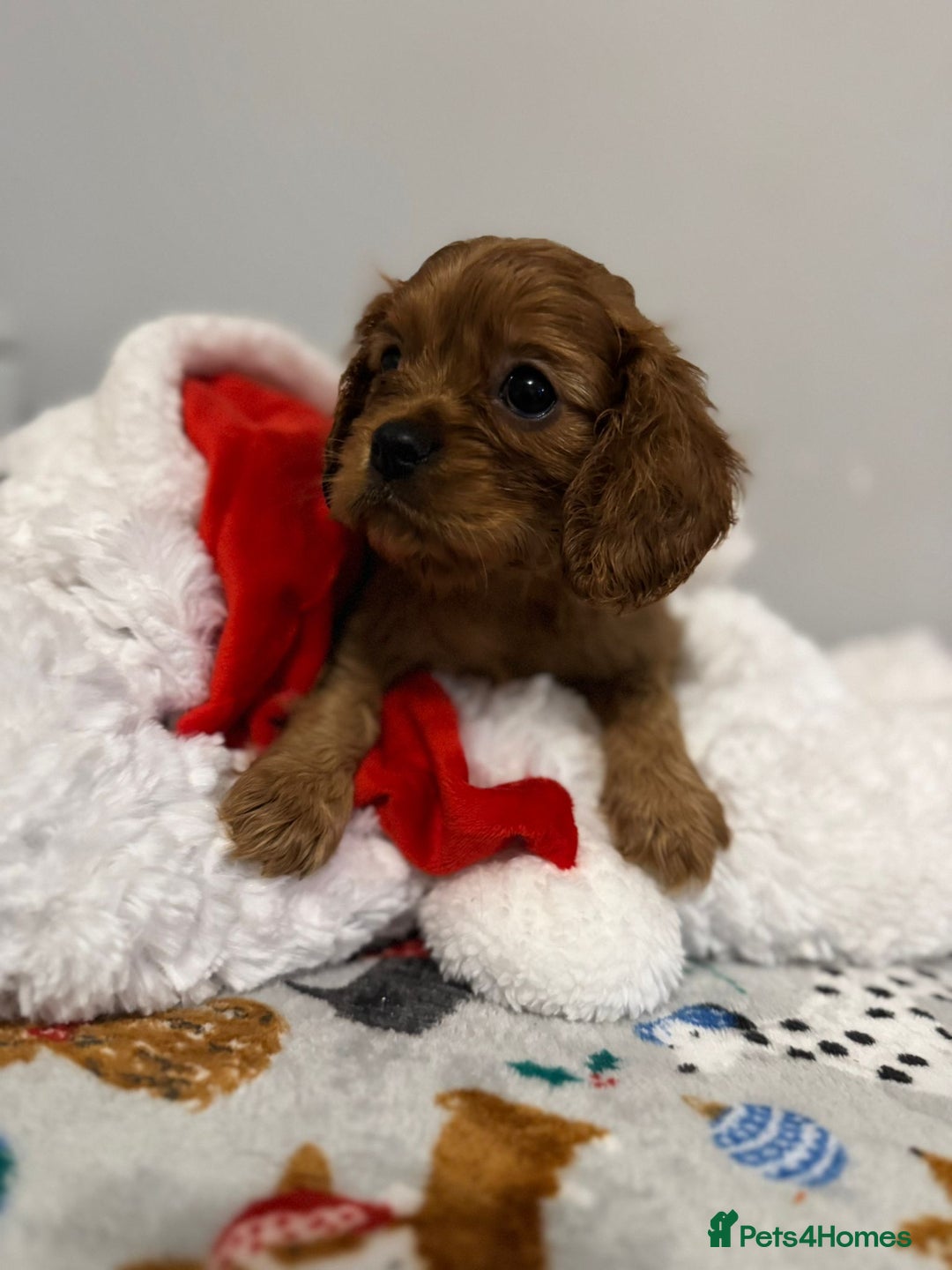 Cavalier King Charles Spaniel dogs for sale: Cavalier King Charles Spaniel Pups KC Reg - Advert 33