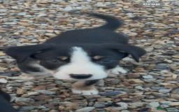 Border Collie dogs for sale: Collie puppies  - Image 1