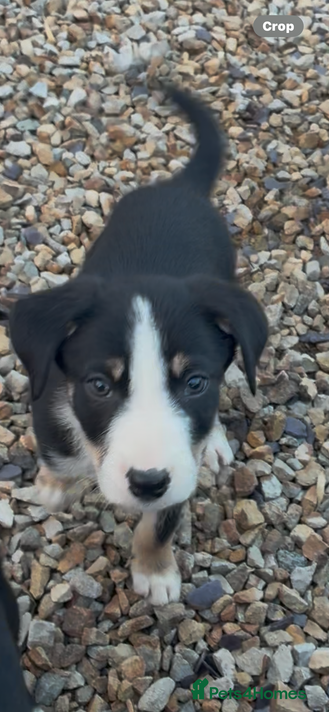 Border Collie dogs for sale: Collie puppies  - Image 1