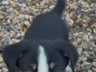 Border Collie dogs for sale - Advert 1