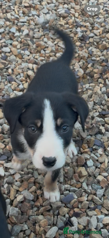 Border Collie dogs - Advert 1