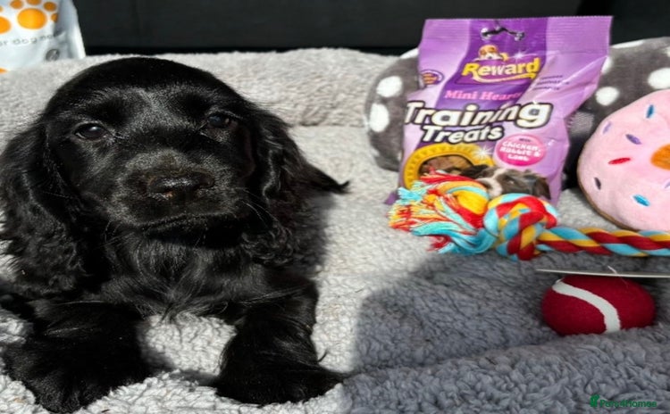 Cocker Spaniel dogs - Advert 9