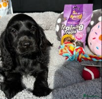 Cocker Spaniel dogs Cocker Spaniel Puppies - Advert 7