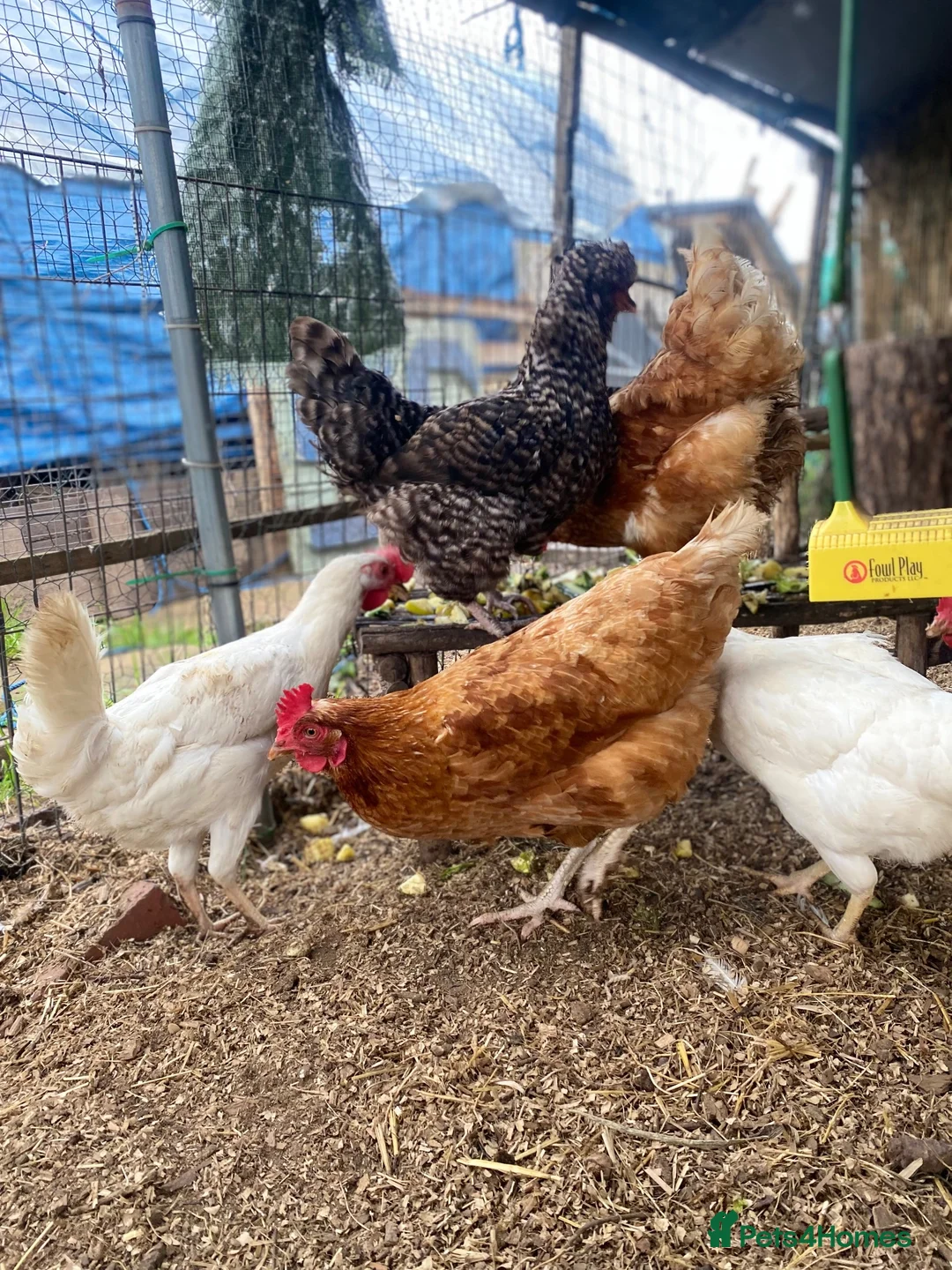 Chickens poultry for sale: Mixed lot of chickens.  - Advert 3