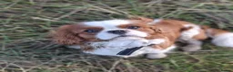 Cavalier King Charles Spaniel dogs for stud: Teddy  - Advert 4