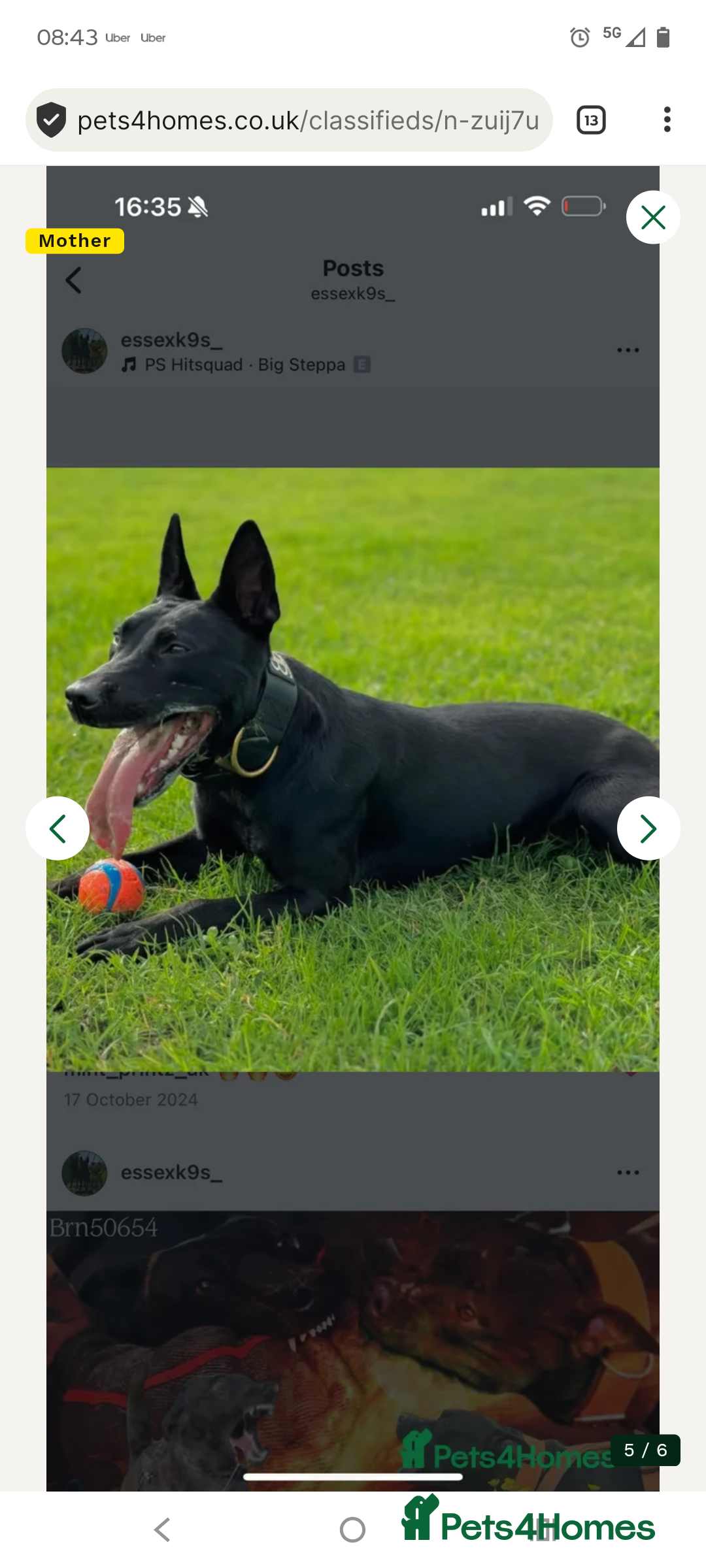 Mixed Breed dogs for sale: Storm - German Shepherd x Belgian Shepherd  - Advert 2