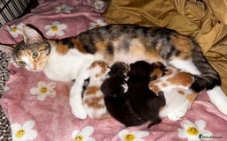 Mixed Breed cats for sale: 7 Mixed Kittens - Ginger, Tabby, Calico, White - Image 15