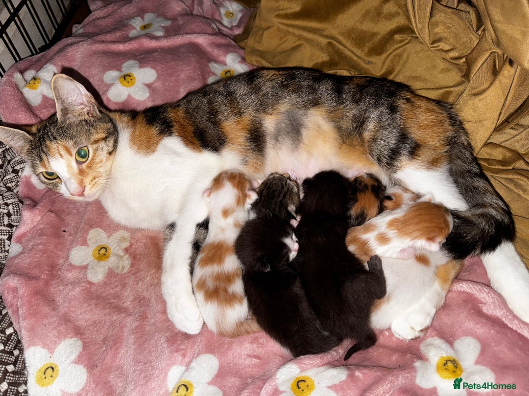 Mixed Breed cats for sale: 7 Mixed Kittens - Ginger, Tabby, Calico, White - Image 15