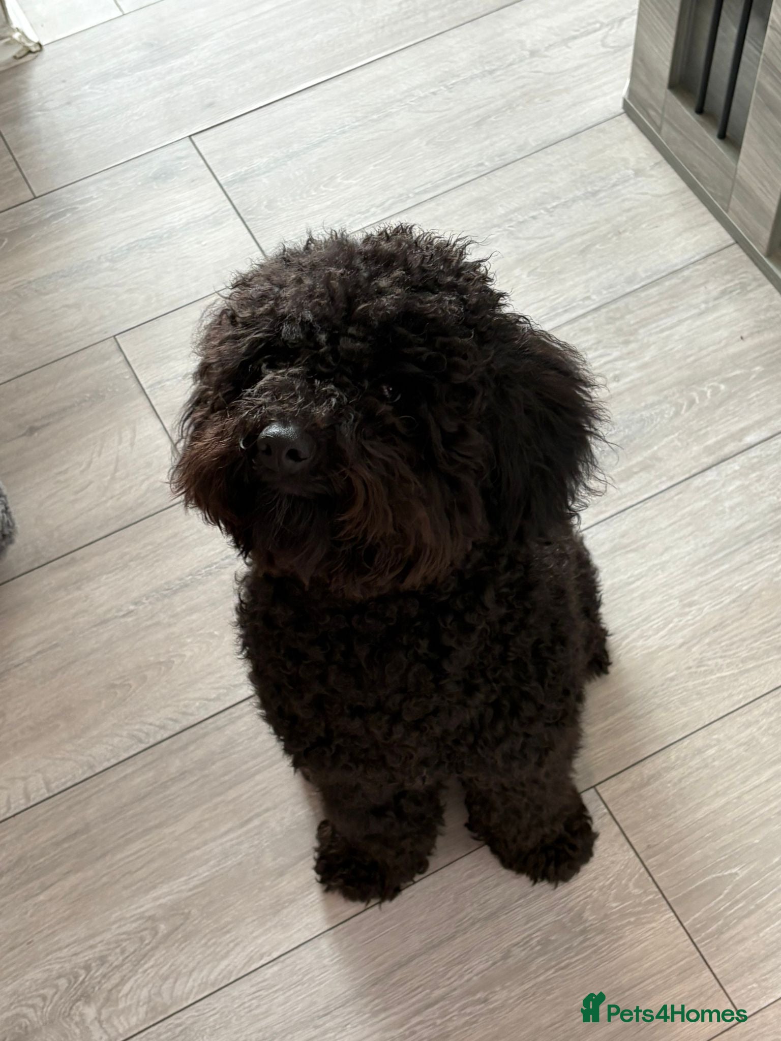 Toy Poodle dogs Kc registered toy poodle male black  - Advert 3