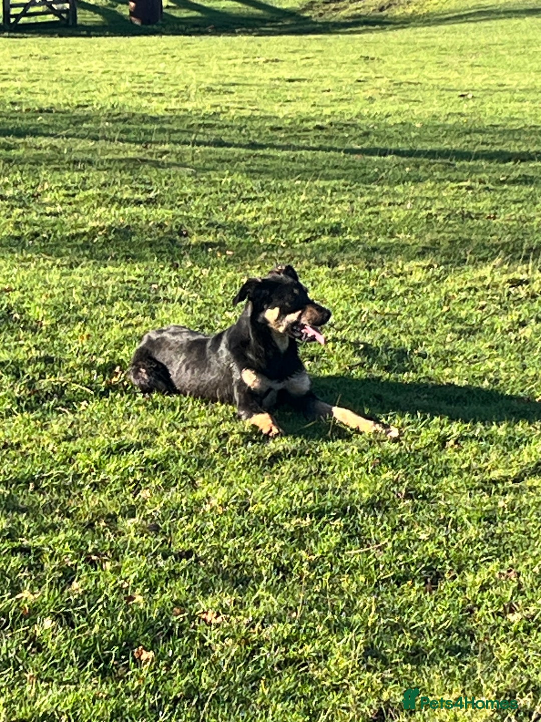 Huntaway dogs for sale: Peggy - Advert 5