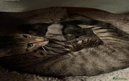 Bengal cats for sale: New born Sparkly Little Bengal X Kittens in Dorking - Image 5
