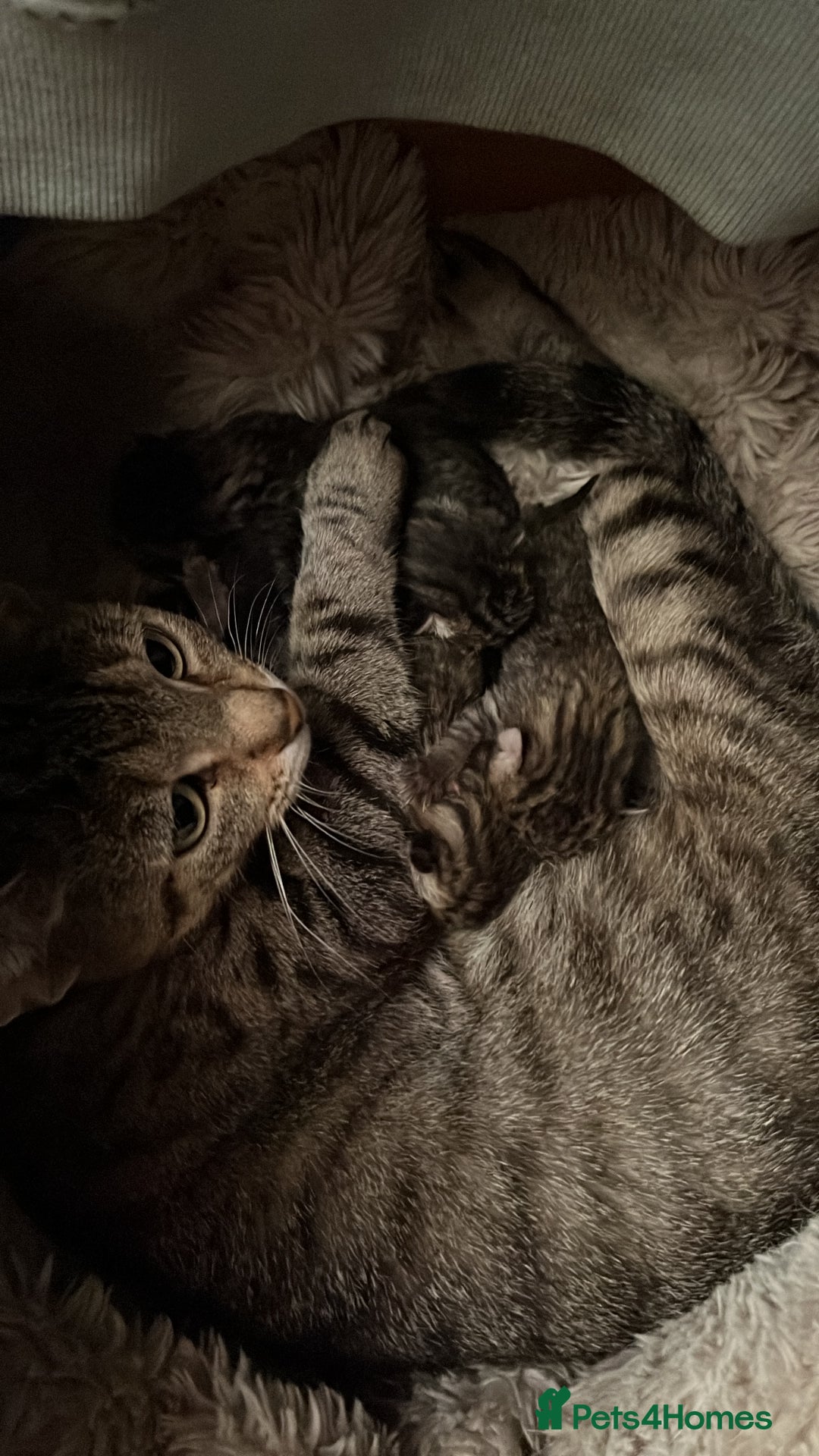 Bengal cats for sale: New born Sparkly Little Bengal X Kittens in Dorking - Image 5
