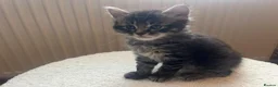 Mixed Breed cats for sale: Ragdoll cross kittens  - Advert 9