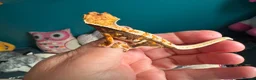 Gecko reptiles for sale: Baby gargoyle geckos and baby cresties lilys etx - Advert 34