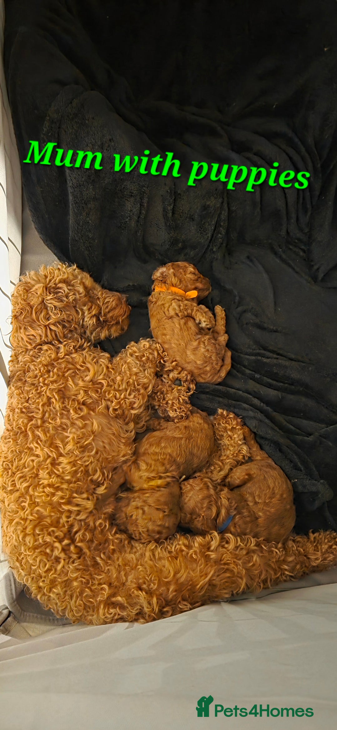 Mixed Breed dogs for sale: Toy / Aisan Poodle, Red Puppies - Advert 36