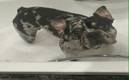 French Bulldog dogs for sale: Frenchbulldog 3 years male merle - Image 2