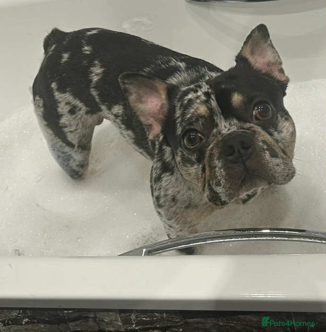 French Bulldog dogs for sale: Frenchbulldog 3 years male merle - Image 2