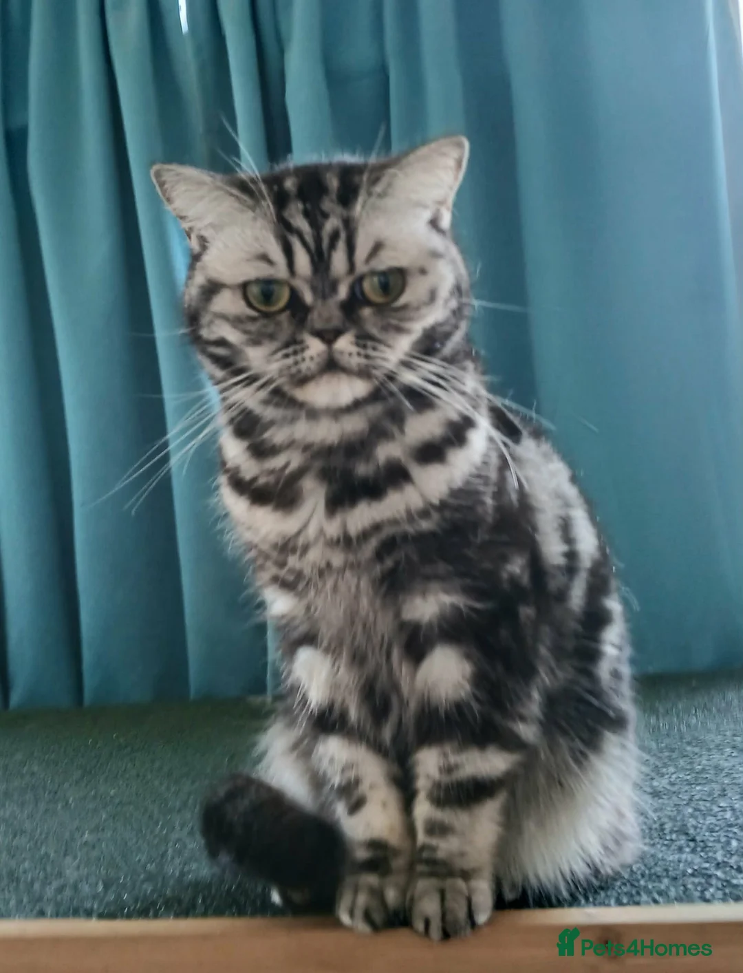 Gallery Image {{count}}