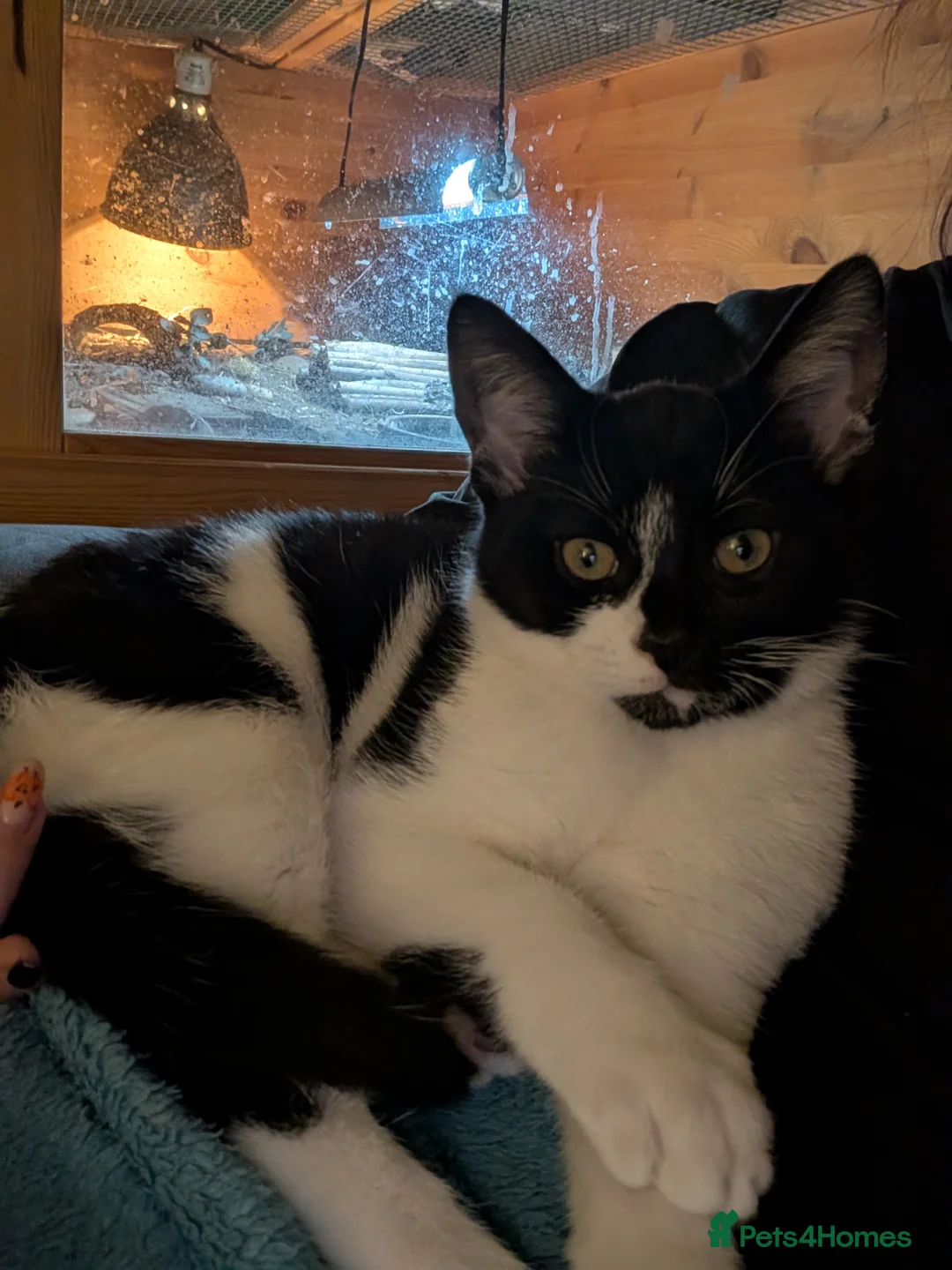 Mixed Breed cats for sale: 2 x Male 7 month old Kittens - Advert 2