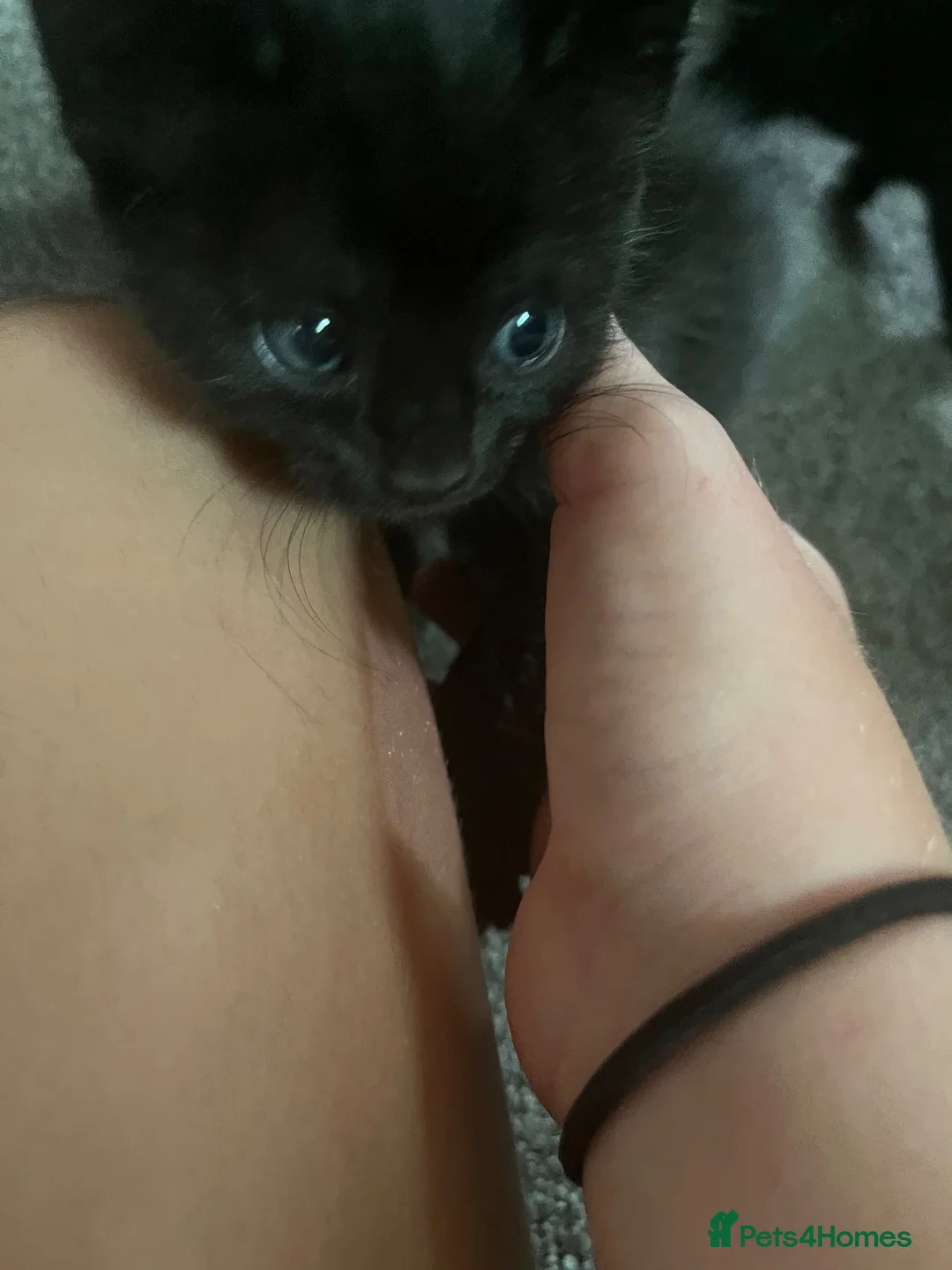 Mixed Breed cats for sale: Mixed breed  - Advert 12