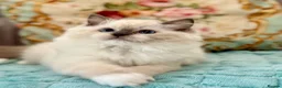 Ragdoll cats for sale: 2 Active girls  - Advert 17