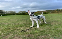 Mixed Breed dogs for sale: Flash  - Image 5