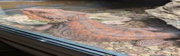 Bearded Dragon reptiles for sale: Red Male Bearded Dragon for sale  - Advert 4