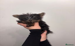 Yorkshire Terrier dogs for sale: Stunning boys looking for their new homes! - Image 7