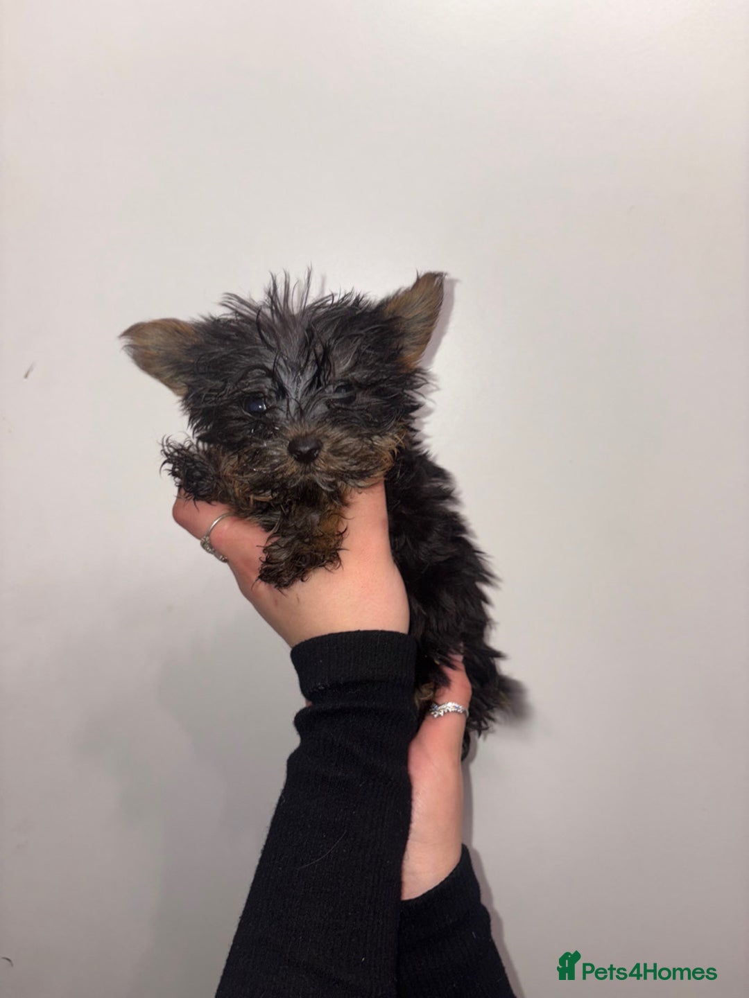 Yorkshire Terrier dogs for sale: Stunning boys looking for their new homes! - Image 7