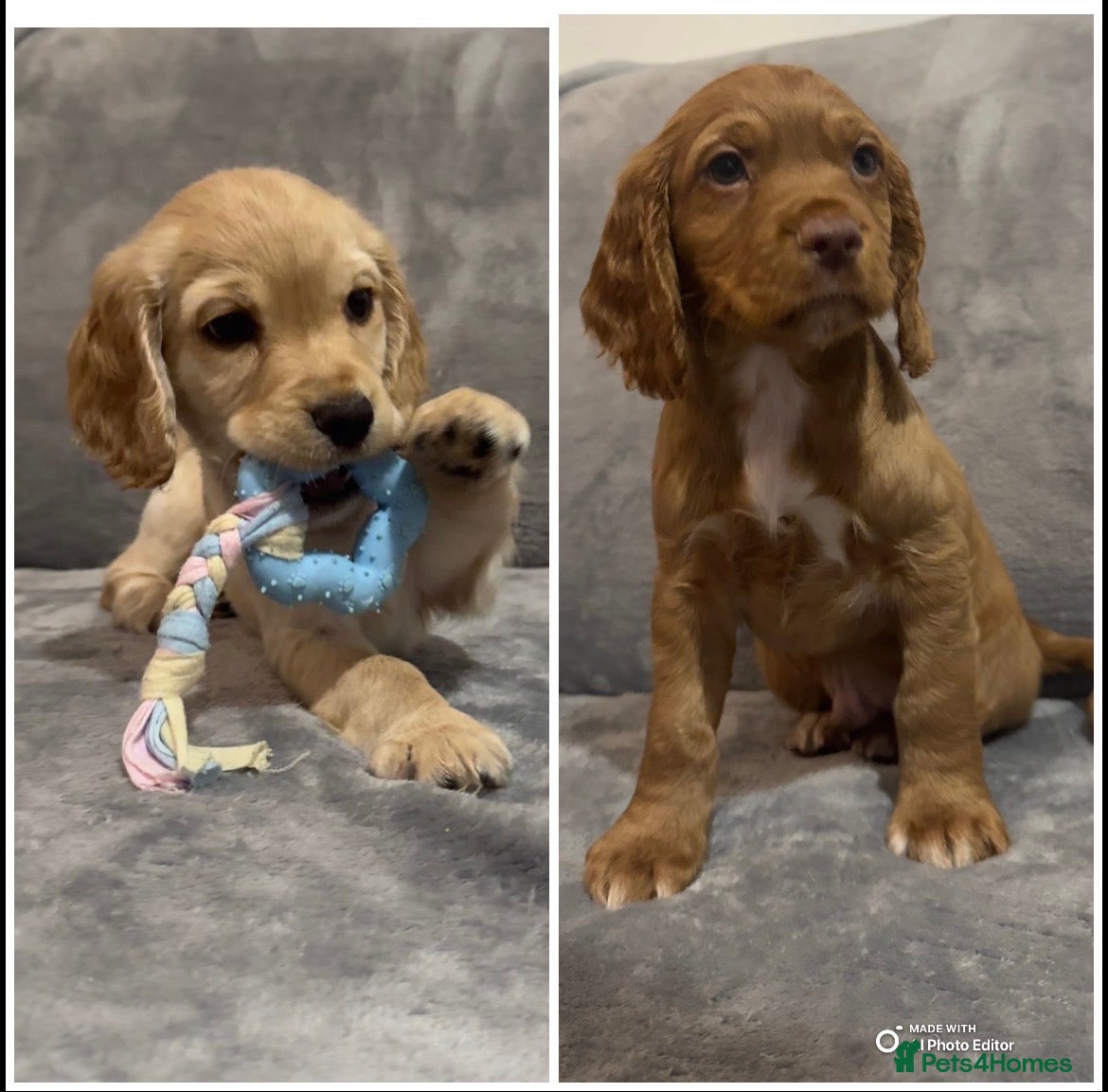 Cocker Spaniel dogs  Ready now !KC Working Cocker Spaniels  - Advert 9