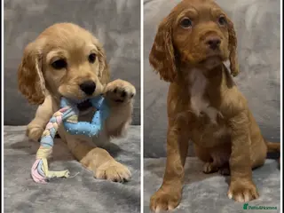 Cocker Spaniel dogs Ready now !KC Working Cocker Spaniels - Advert 8