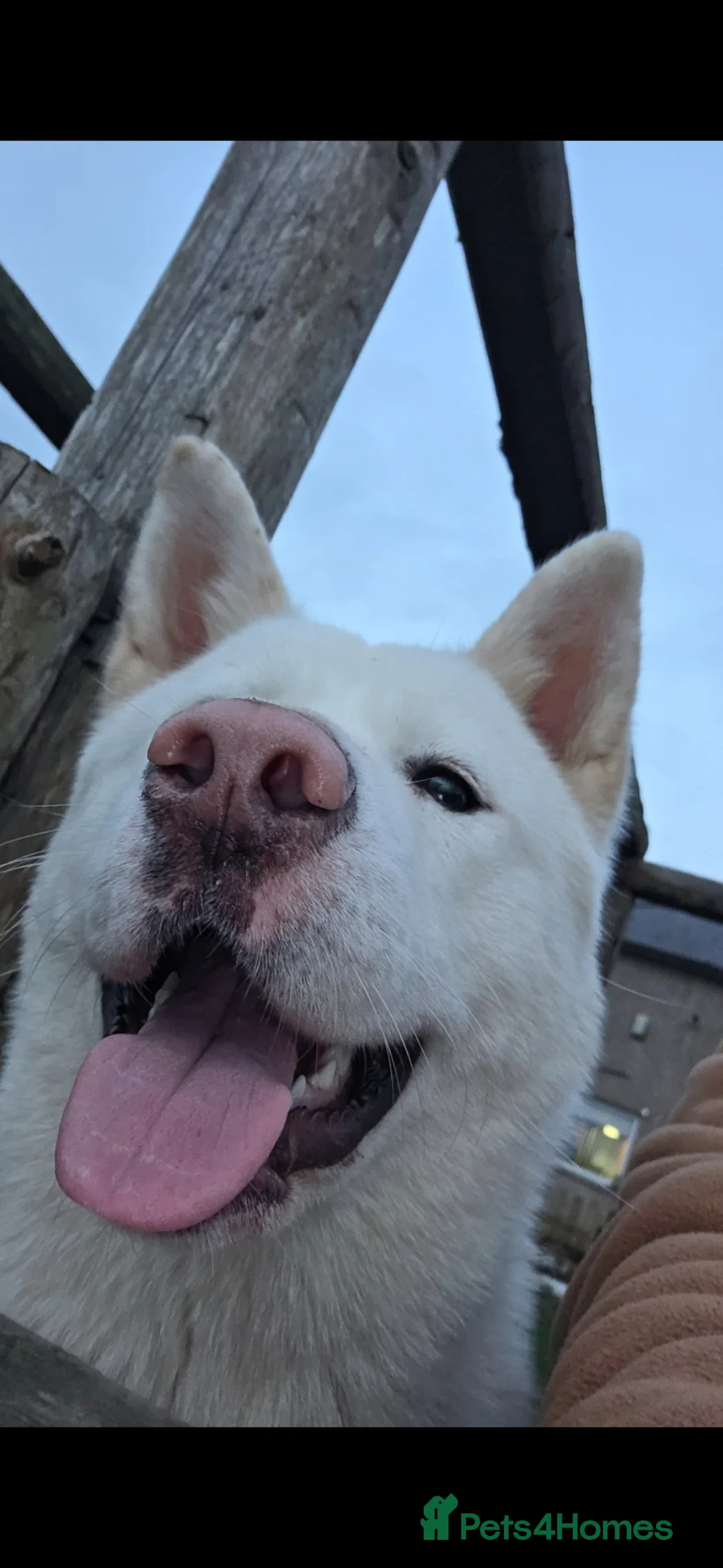 Akita dogs for sale: Naral  in Bradford - Advert 2