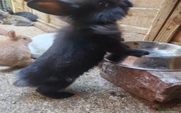 Mixed Breed rabbits for sale: Rabbit babies - Image 11