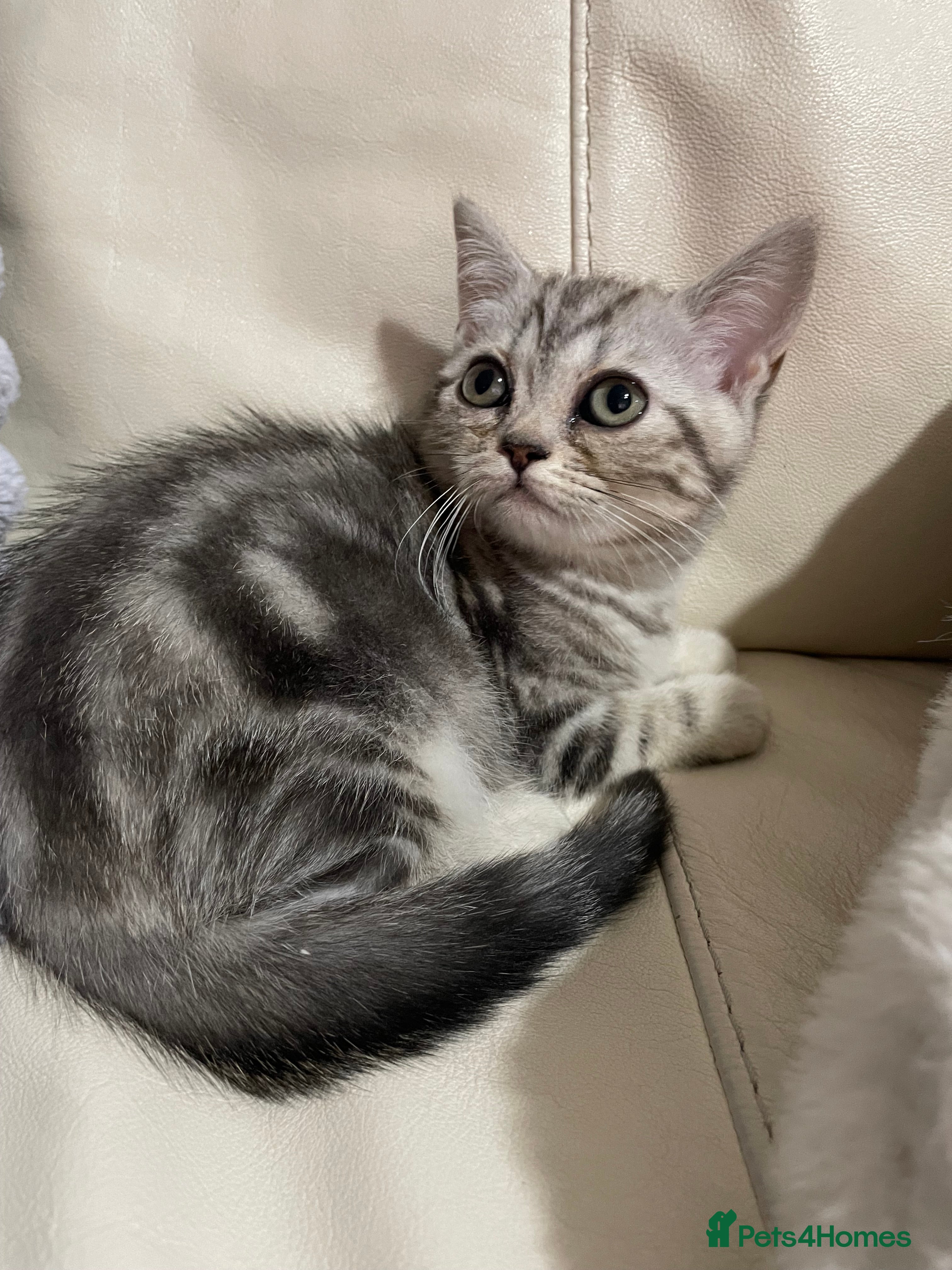 British Shorthair cats British Shorthair Kittens - Advert 2