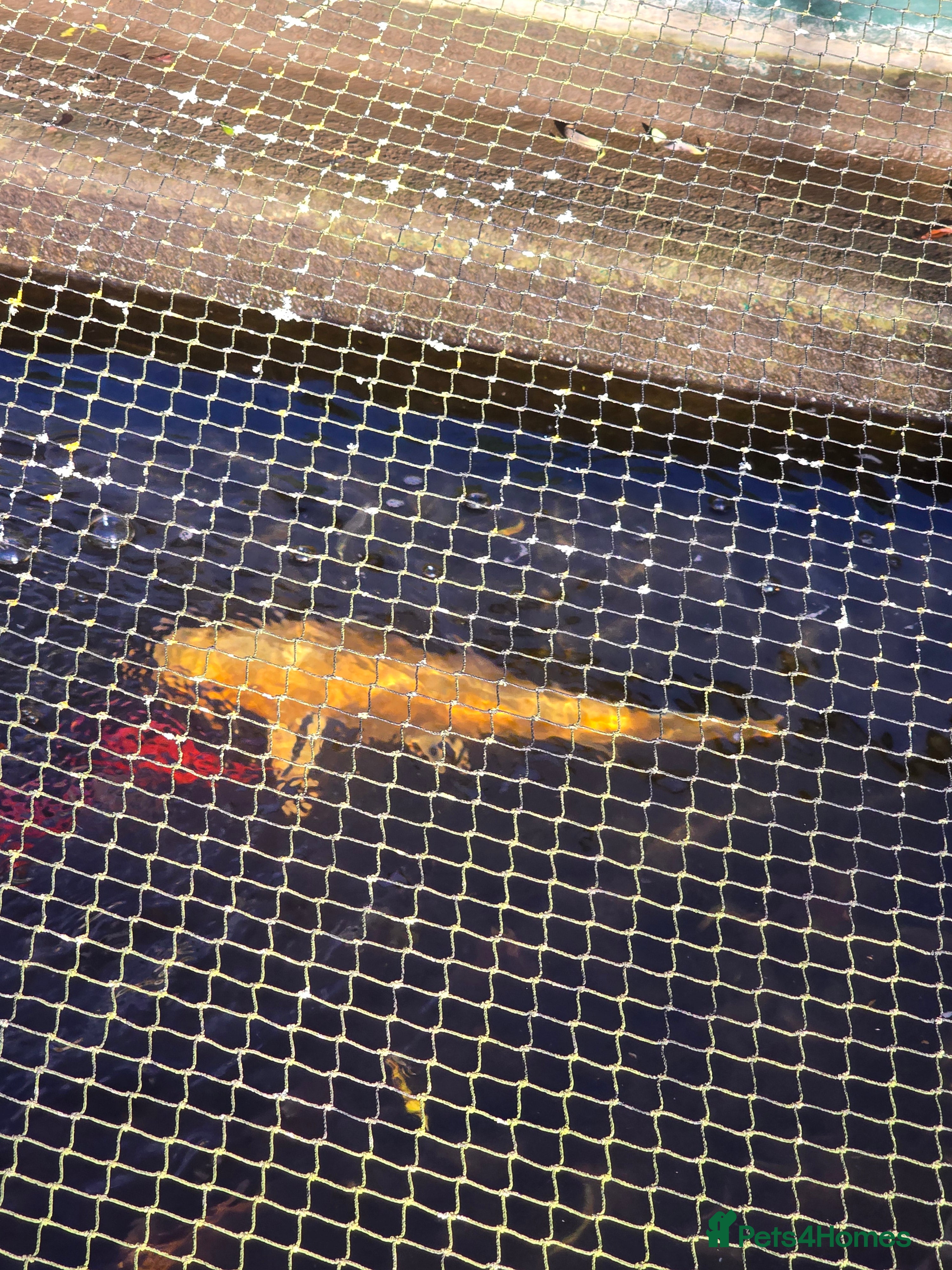 Koi Carp fish koi carp x4 - Advert 4