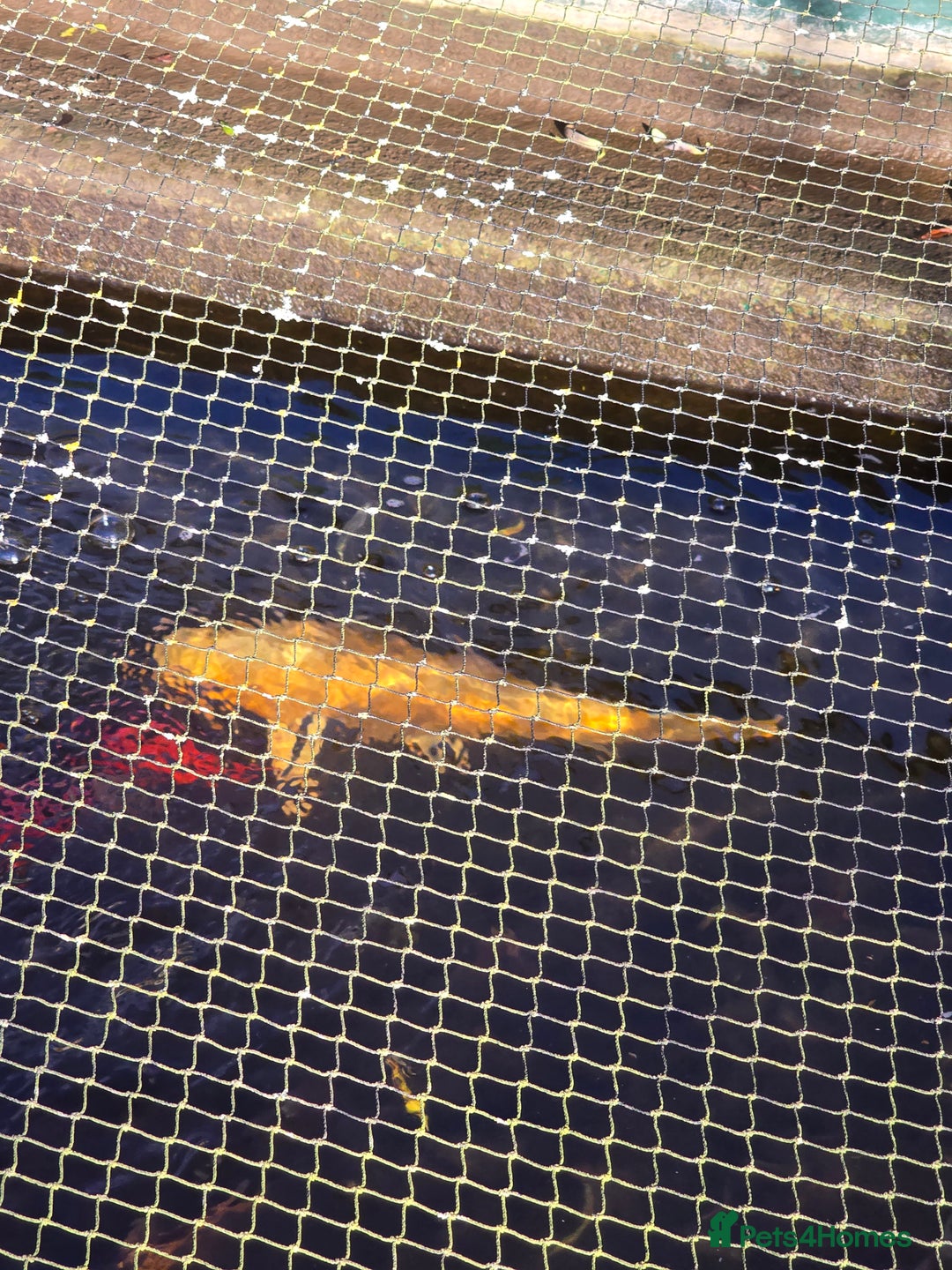 Koi Carp fish for sale: koi carp x4 - Advert 1