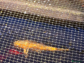 Koi Carp fish koi carp x4 - Advert 18