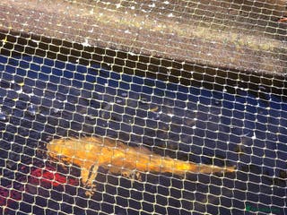 Koi Carp fish koi carp x4 - Advert 16