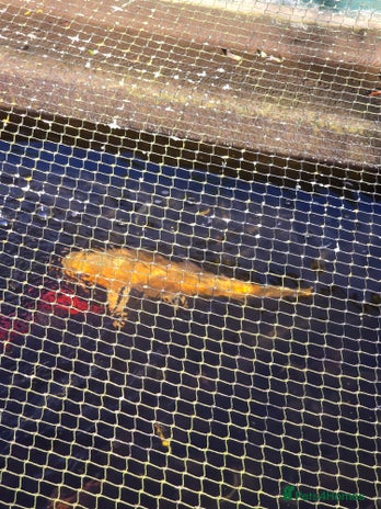 Koi Carp fish koi carp x4 - Advert 1