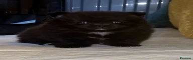 Black Female Pomeranian 