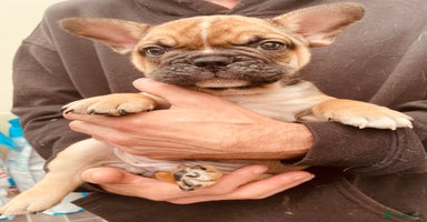 French Bulldog dogs - Advert 4