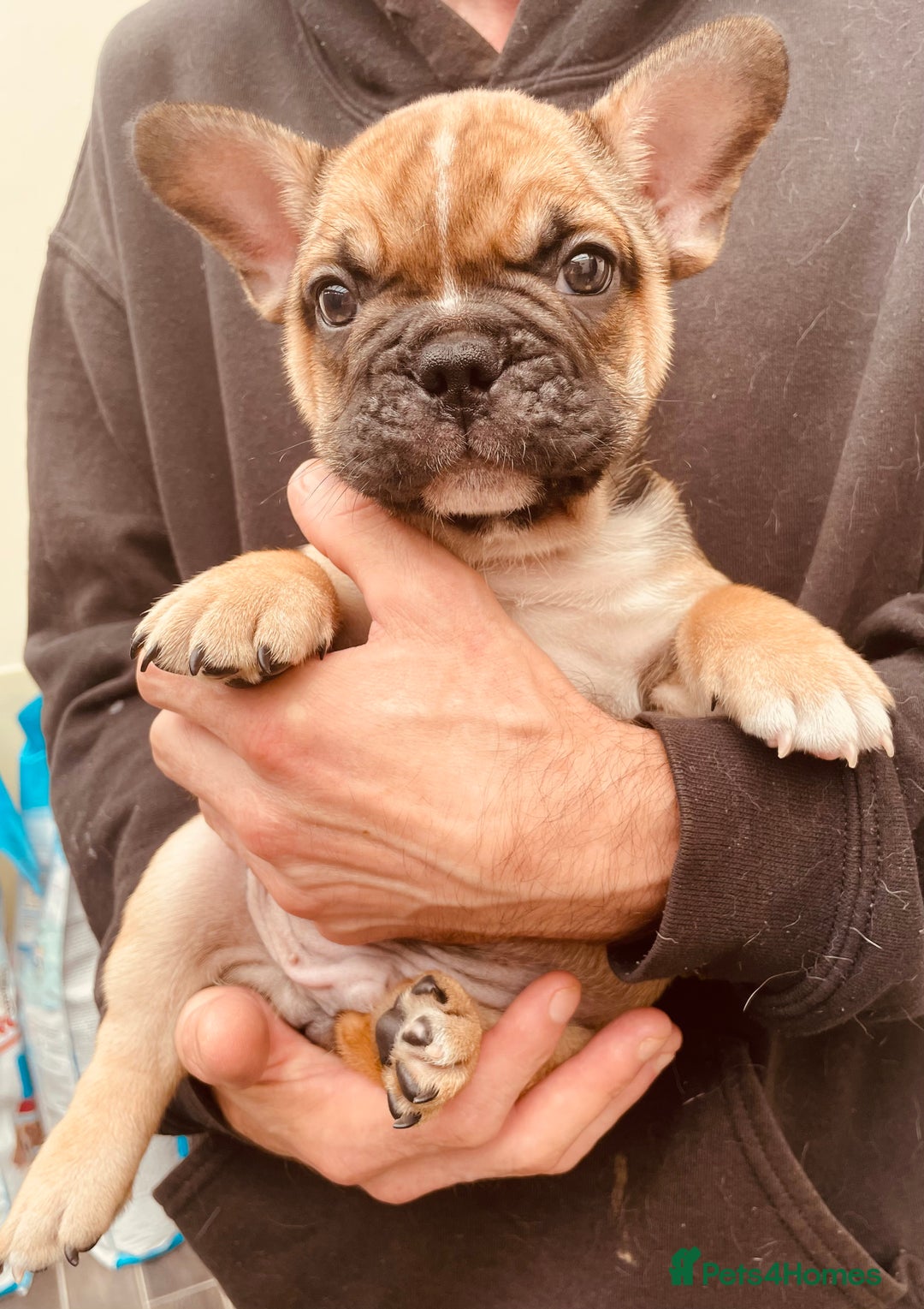 French Bulldog dogs for sale: Pedigree home bred French Bulldogs, Kc registered - Image 3